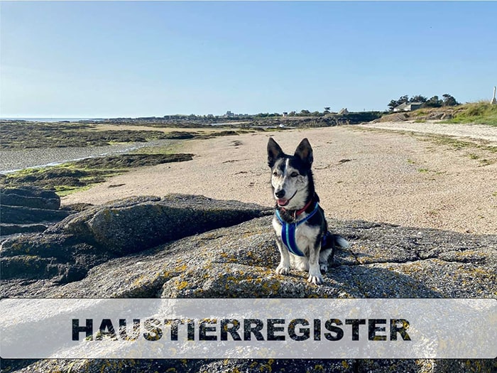 ein Hund sitzt an einen felsigen Strand im Sonnenschein