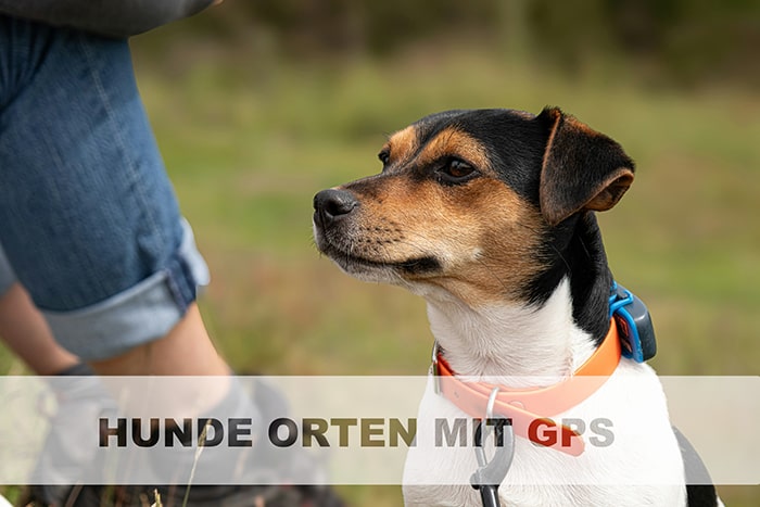 Hund mit einem GPS tracker am Halsband