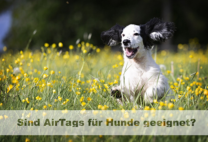 ein junger Hund rennt fröhlich durch eine Wiese mit gelbblühende Blumen