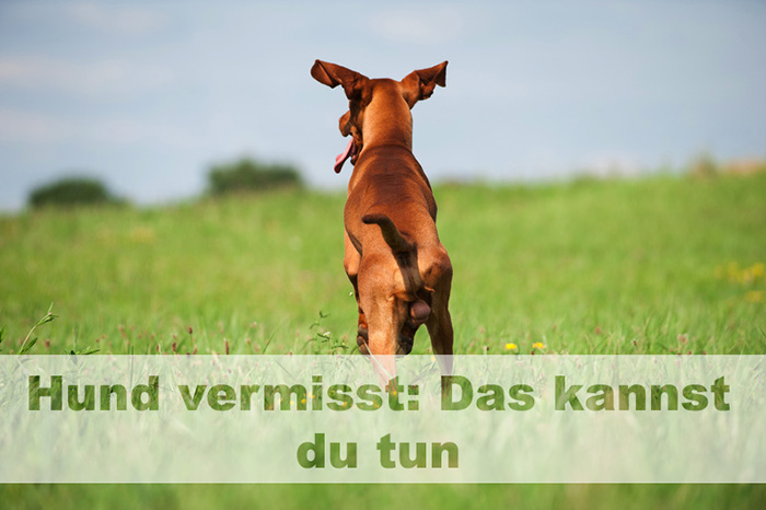 ein Hund auf einer Wiese der wegrennt