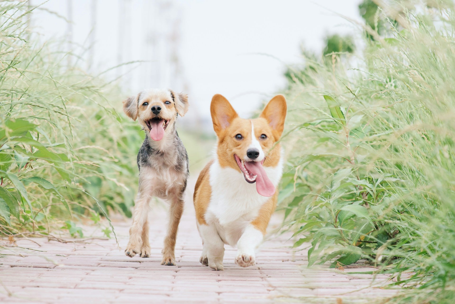 Corti und Terrier im Grünen unterwegs