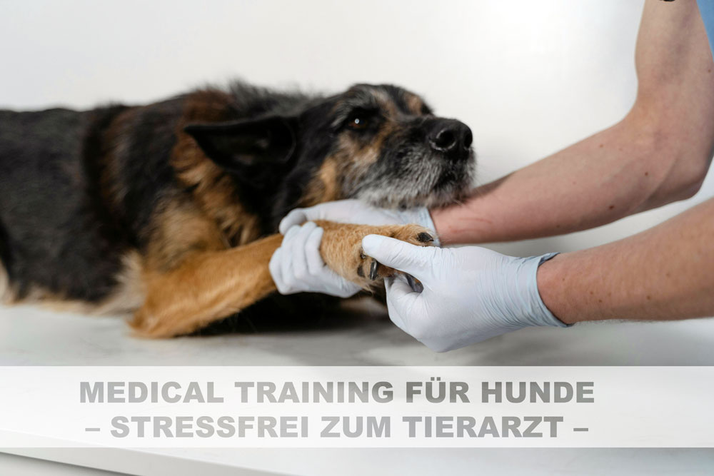 ein Hund liegt auf dem Tisch und wird von einer Person mit Handschuhen an den Pfoten berührt